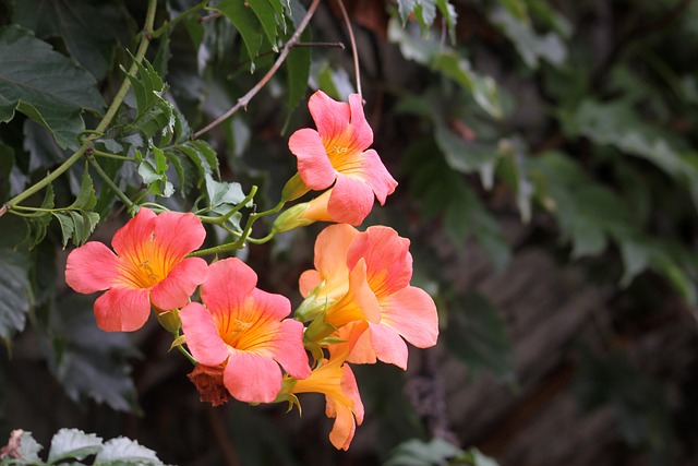 Campsis 喇叭花 花 - 上的免费照片