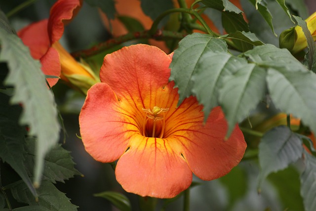Campsis 特写 喇叭花 - 上的免费照片
