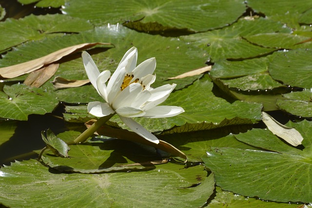 卡塔戈 哥斯达黎加 Lily的水 - 上的免费照片