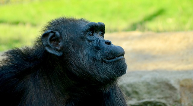 漫画 Chimpansee 特写 - 上的免费照片