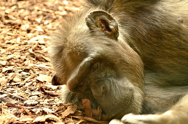 漫画 Chimpansee 特写 - 上的免费照片