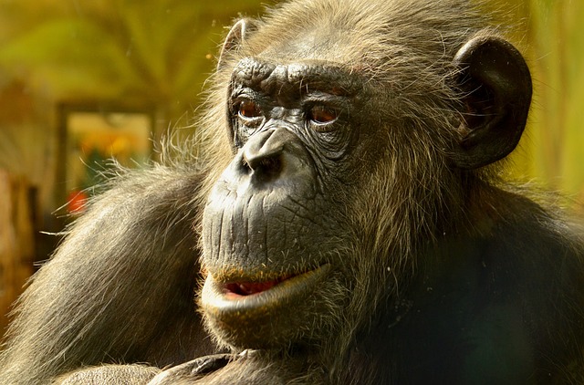 漫画 Chimpansee 特写 - 上的免费照片