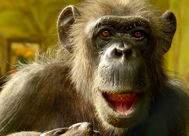 漫画 Chimpansee 特写 - 上的免费照片