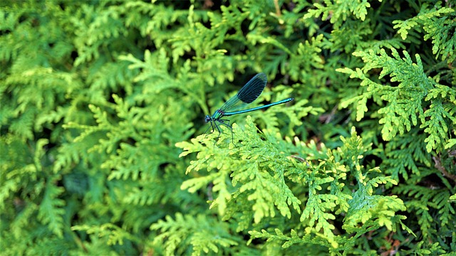 蓑羽 飞虫 蜻蜓 - 上的免费照片