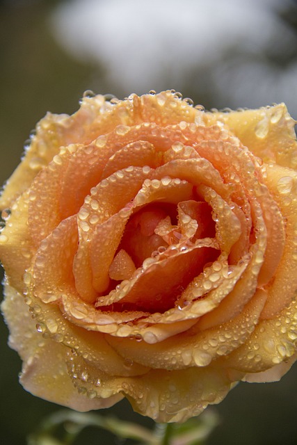 玫瑰 普利 桃红Du Matin - 上的免费照片