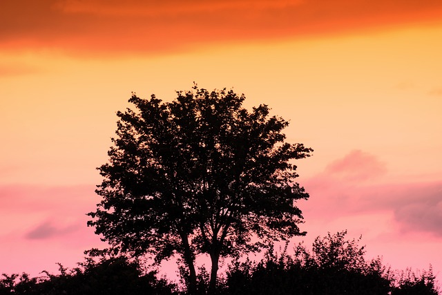 树 Silouhette 情绪 - 上的免费照片