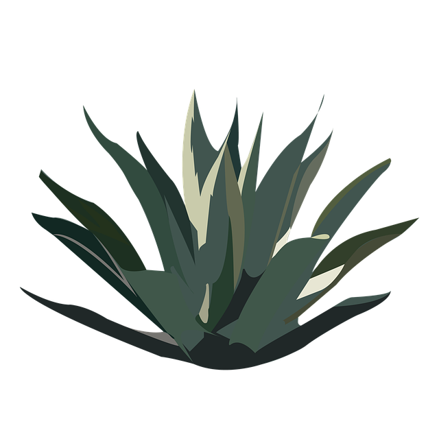 马圭 沙漠 植物 - 上的免费图片