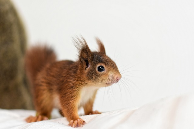 松鼠 啮齿动物 野生动物 - 上的免费照片