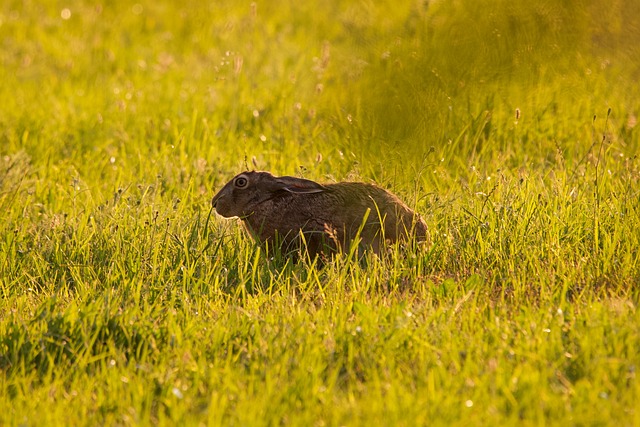 Hase 草 - 上的免费照片