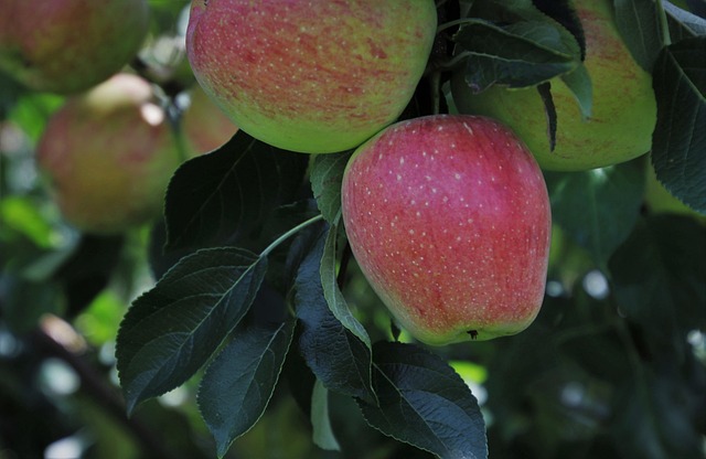苹果 生物 水果 - 上的免费照片