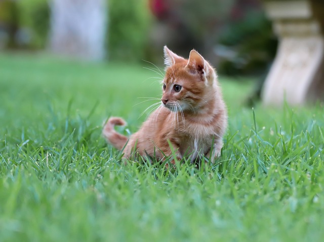 猫 小的 红色的 - 上的免费照片