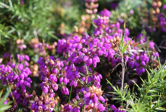 石南花 紫色的 粉色的 - 上的免费照片
