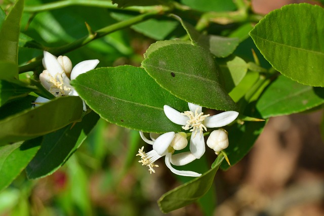 柠檬 花朵 花粉 - 上的免费照片