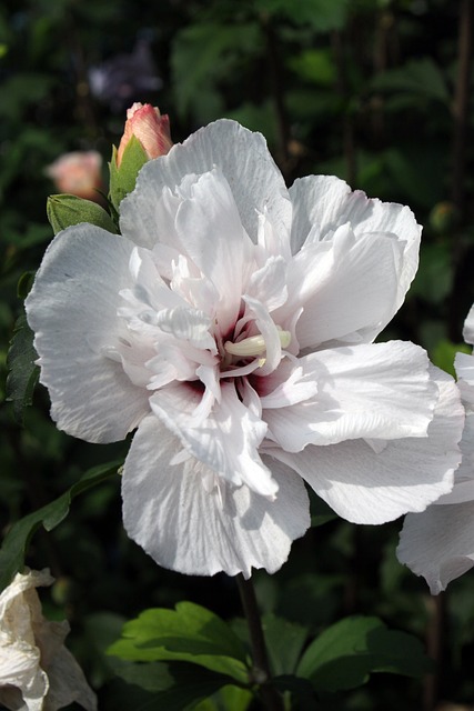 莎伦玫瑰 玫瑰沙龙 韩国 - 上的免费照片