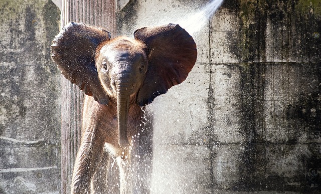 大象 动物 哺乳动物 - 上的免费照片