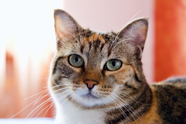 猫 Catlover直接 情况下 - 上的免费照片