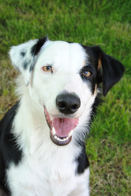 狗 羊狗 牧羊犬 - 上的免费照片