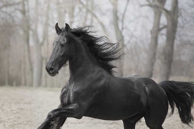 马 动物 自然 - 上的免费照片