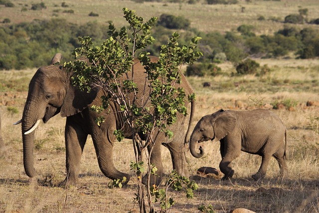 非洲人 大象 奶牛 - 上的免费照片