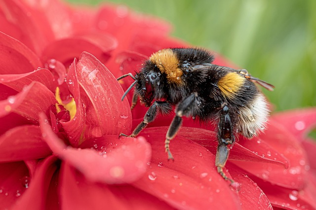 黄尾大黄蜂 蜜蜂 昆虫 - 上的免费照片