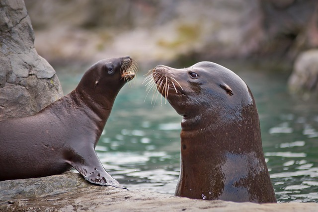 海狮 海洋生物 水 - 上的免费照片