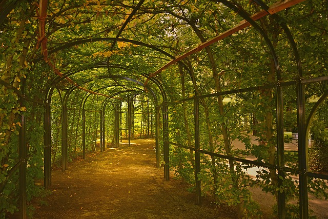 格子 树篱 角树 - 上的免费照片