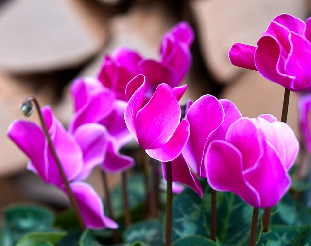 仙客来 花 开花 - 上的免费照片