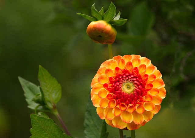 Georgine 花 大丽花 - 上的免费照片