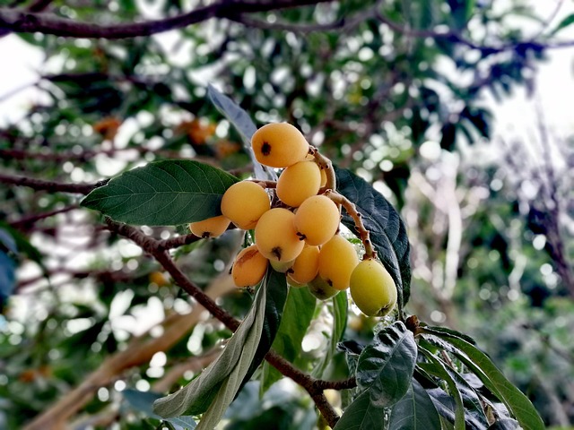 枇杷 植物 树叶 - 上的免费照片