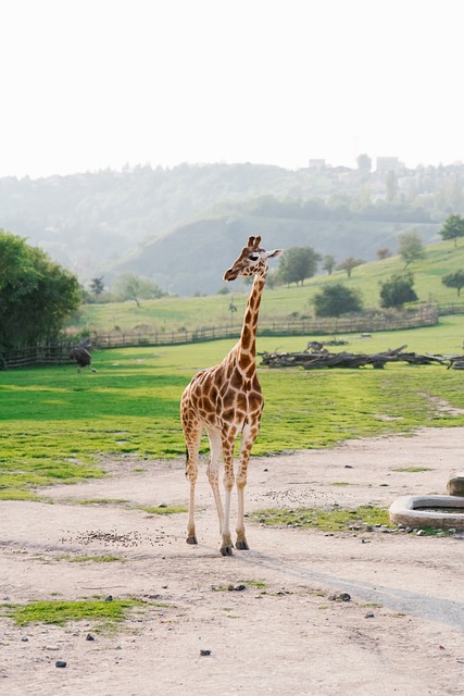 布拉格 动物园 长颈鹿 - 上的免费照片