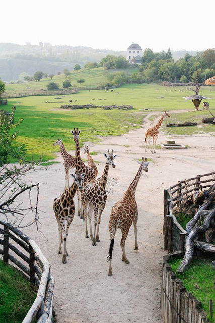 布拉格 动物园 长颈鹿 - 上的免费照片