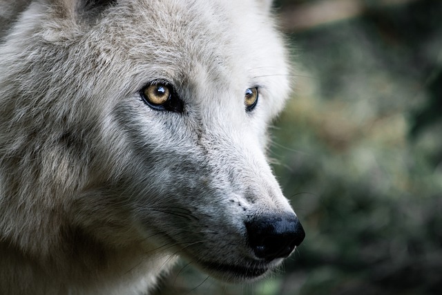 狼 捕食者 哺乳动物 - 上的免费照片