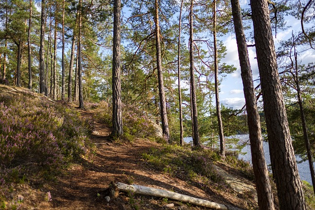 小路 岔路口 裆 - 上的免费照片