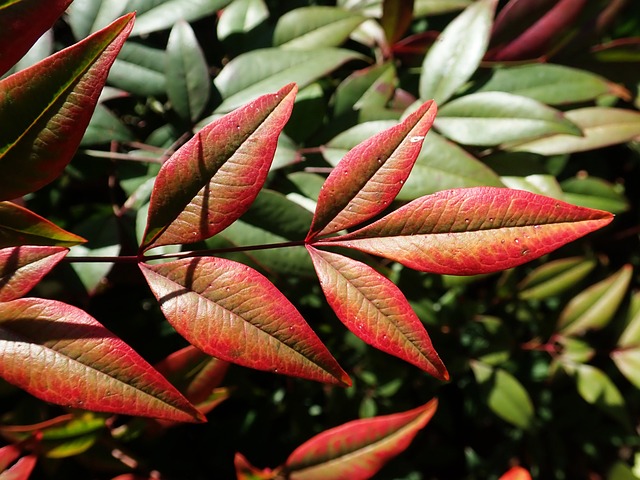 树叶 南迪娜 竹子 - 上的免费照片