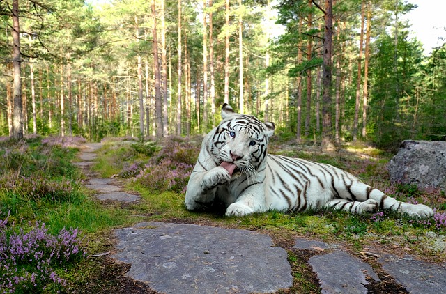 更深 孟加拉 白色的 - 上的免费照片