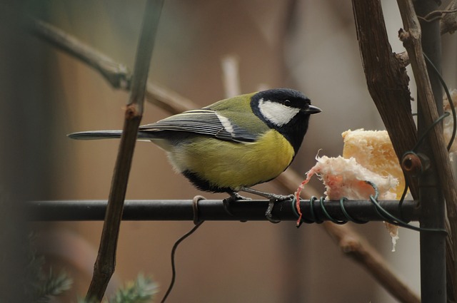 山雀 萨洛 冬季 - 上的免费照片