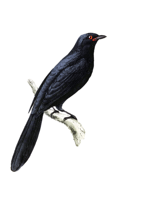 鸟 优质的 绘画艺术 - 上的免费图片