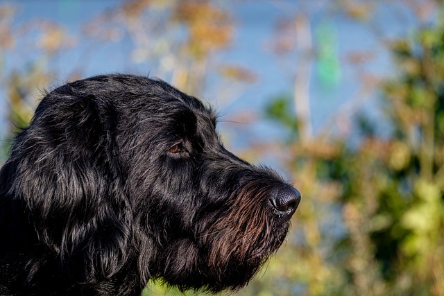 狗 Labradoodle 拉布拉多 - 上的免费照片