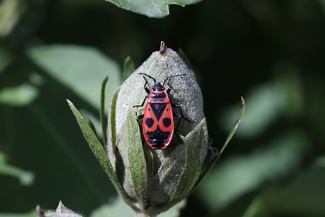 火虫 昆虫 宏 - 上的免费照片