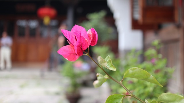 鲜花 春天 - 上的免费照片
