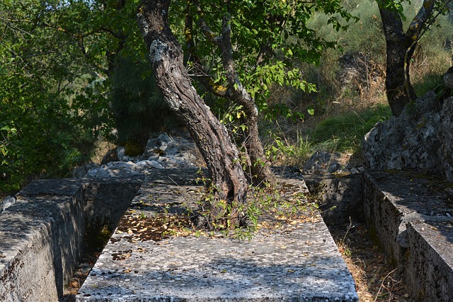 树 具体的 户外 - 上的免费照片