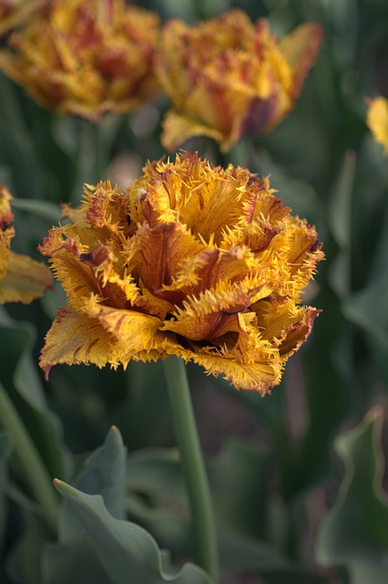 郁金香 红色 黄色 - 上的免费照片