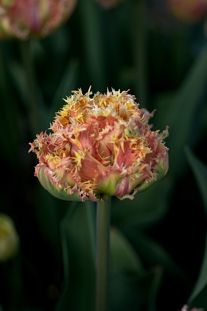 郁金香 红色 黄色 - 上的免费照片
