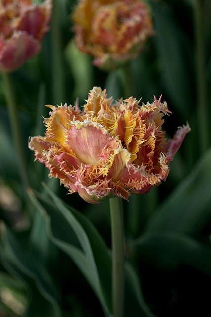 郁金香 红色 黄色 - 上的免费照片