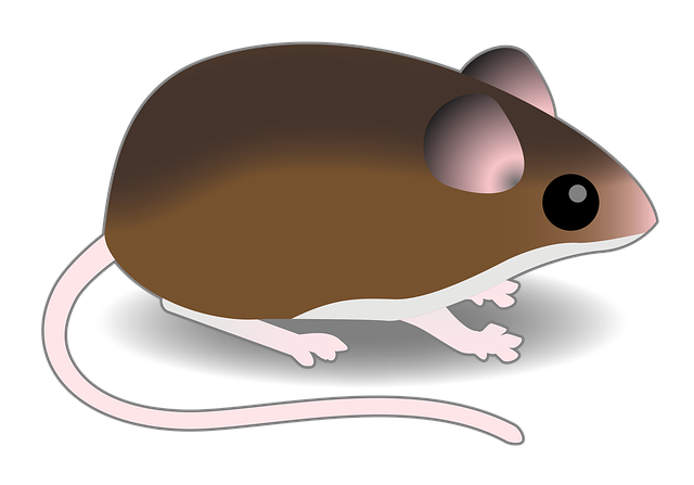 棕色老鼠 鼠 Connectedbio - 上的免费图片