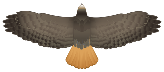 鹰 捕食者 鹘 - 上的免费图片