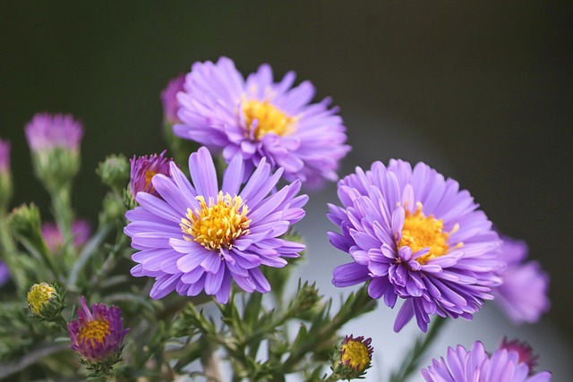 赫布斯塔斯特恩 Asters 落下 - 上的免费照片