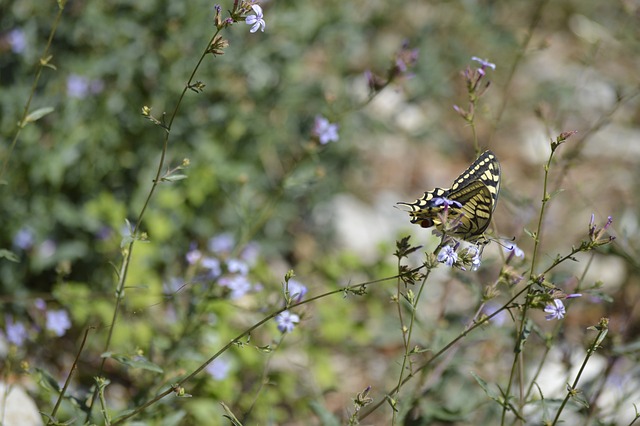 蝴蝶 有色 昆虫 - 上的免费照片