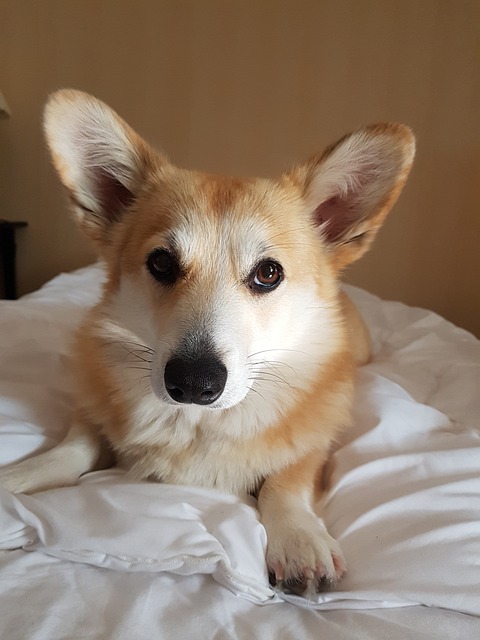 狗 柯基 休息 - 上的免费照片