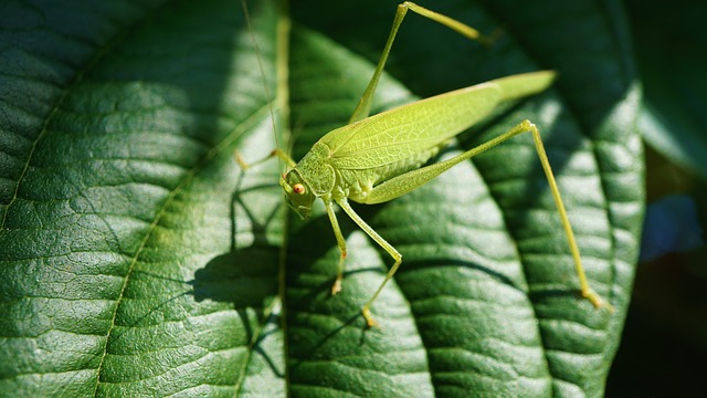 蚱蜢 昆虫 甲虫，昆虫 - 上的免费照片